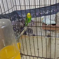 یک جفت مرغ عشق خوش رنگ|پرنده|قم, شهرک فاطمیه|دیوار