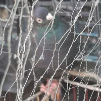 کبوتر|پرنده|ایذه, |دیوار