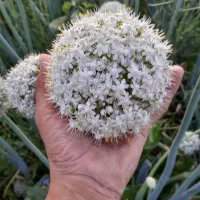 بذرپیاز قرمز درجه یک ۷پوست مال امسال هست|گل و گیاه طبیعی|میاندوآب, |دیوار