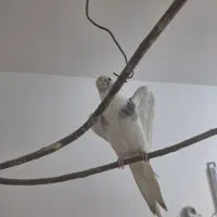 طوطی عروس آلبینو دوکت گمشده|حیوانات|قم, باسکول|دیوار