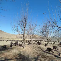 بوقلمون محلی مخصوص شب یلدا|حیوانات مزرعه|اهر, |دیوار