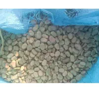 باقالی خشک بذری