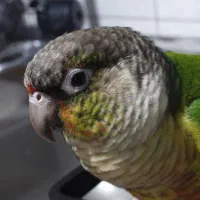 طوطی گیرینچیک گم شده محدوده بلوار هوشیار|حیوانات|کرج, کوی گلها|دیوار