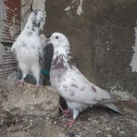 کبوتر پرشی و جوجه کشی