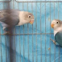 1جفت کوتوله آبی فیروزه ای