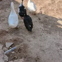 اردک جوان|پرنده|ارمند, |دیوار