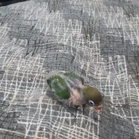 دو جفت کوتوله مولدضمانتی|پرنده|زرند, |دیوار