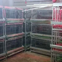 قفس مرغ تخم گذار