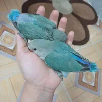 جوجه کوتوله برزیلی