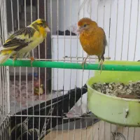 یک جفت قناری