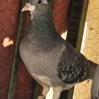 کبوتر کفتر دمگیر نر و ماده