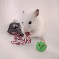 همستر بامزه