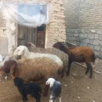 میش بره کاور شیشک افشاری شال بزغاله