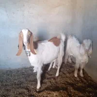 یک عددکولاربزغاله آبستن.بادوتابزغاله نروماده|حیوانات مزرعه|شهرآباد, |دیوار