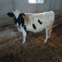 گاو|حیوانات مزرعه|ثمرین, |دیوار