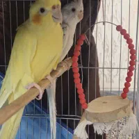 یک جفت عروس هلندی از نژاد کمیاب