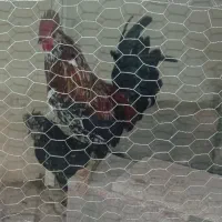 خروس دوعدد مرغ ویک خروس