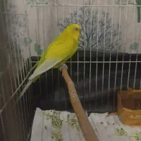 مرغ عشق نر سالم|پرنده|مشهد, حسین‌آباد|دیوار