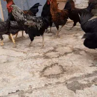 خروس نژاد راک مشگی