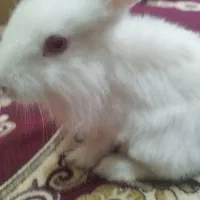 خرگوش