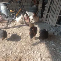 دومرغ جوا ن و خروس|حیوانات مزرعه|شوشتر, |دیوار