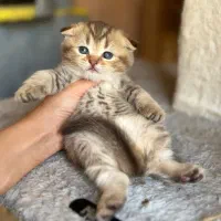 توله گربه بریتیش|گربه|شیراز, دکتر حسابی|دیوار