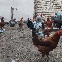 مرغ گلپایگانی تخمگذار|حیوانات مزرعه|حبیب آباد, |دیوار