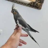 عروس هلندی