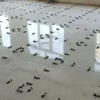 کاشی کاری سرامیکاری گچکاری