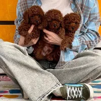 سگ توله توی پودل ۷۲ روز وارداتی|سگ|تهران, سعادت‌آباد|دیوار