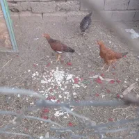 دو عدد جوجه