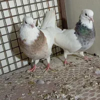 طوقی