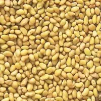 تخم علف بمه گرمسیری تصاویر بالا