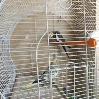 یک جفت عروس هلندی نر و ماده تخم گذار