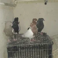 کبوتر سینه ای|پرنده|رامهرمز, |دیوار