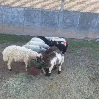 ۸راس بره دار جوان ۲ راس شیشک جوان