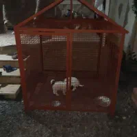 لونه سگ یا لونه مرغ بزرگ|لوازم جانبی حیوانات|رشت, آب آسیاب|دیوار