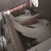 عروس هلندی(البینو)|پرنده|مشهد, امام خمینی|دیوار