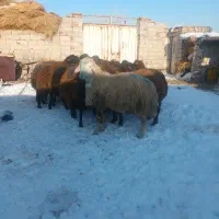 بره نر نصف گوشت|حیوانات مزرعه|اردبیل, |دیوار
