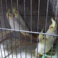 عروس هلندی ومرغ عشق انگلیسی|پرنده|دهگلان, |دیوار