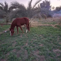 فروش اسب|اسب و تجهیزات اسب‌سواری|بم, |دیوار