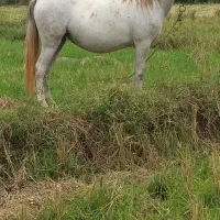 فروش‌مادیان‌خوشکل‌وشکم‌طلا