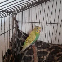 مرغ عشق ُسالم چلوندنی|پرنده|ساری, |دیوار