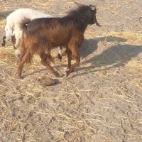 نریگ‌فروشی