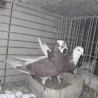 شازده گلی|پرنده|کاشان, پامنار|دیوار