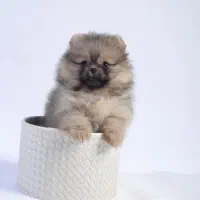 انواع سگ پامر خرسی و پودل