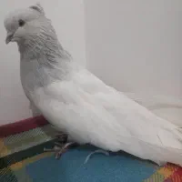 کبوتر