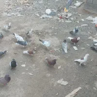کفتر پرشی