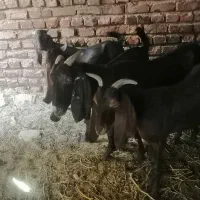 گوسفند پاکستانی وشیرا
