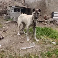 توله سگ